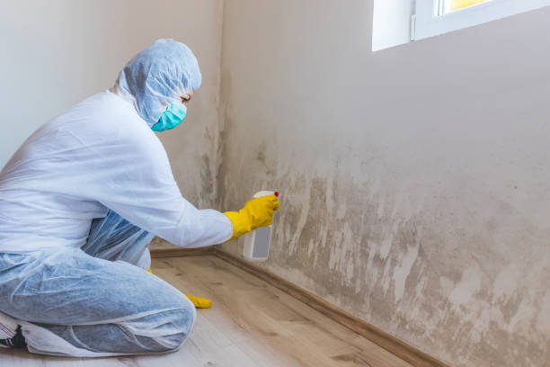 Licensed Basement Mold Remediation service in Breezewood, PA - WQB Mold Removal