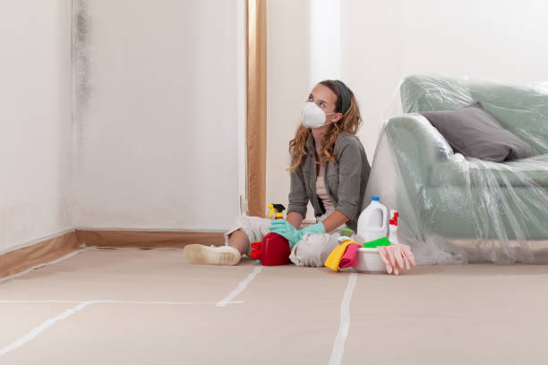 Reliable Basement Mold Remediation contractor in Breezewood, PA by WQB Mold Removal